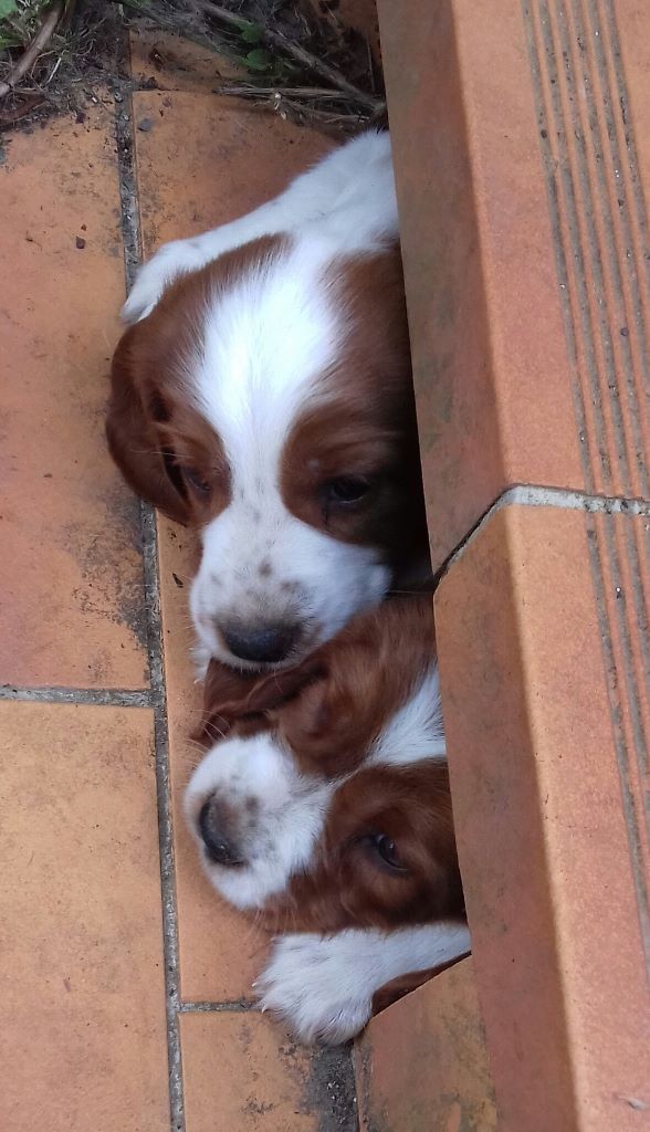 d'Ann Cambris - CHIOTS