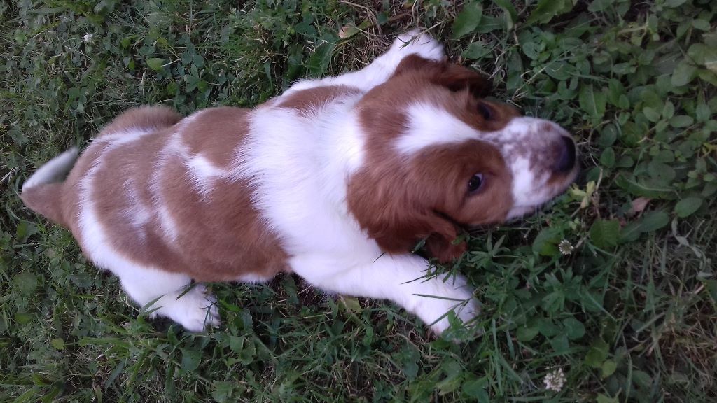 d'Ann Cambris - Welsh Springer Spaniel - Portée née le 27/05/2018