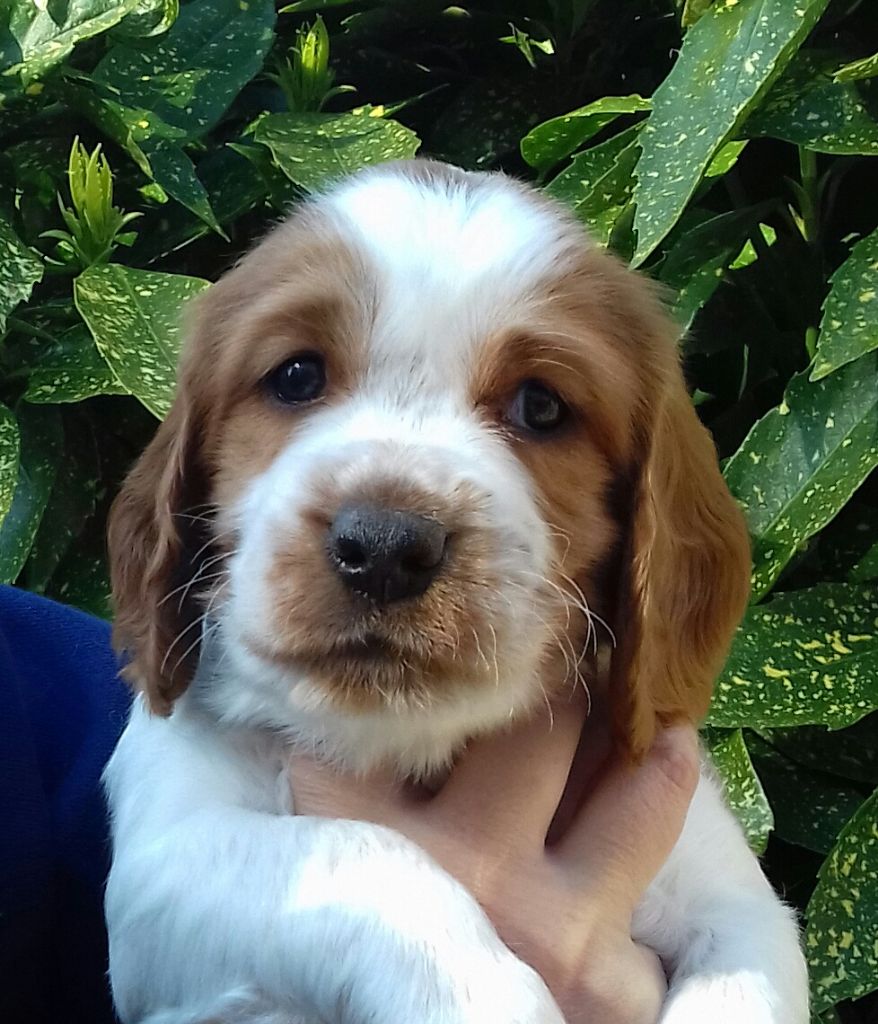 d'Ann Cambris - Welsh Springer Spaniel - Portée née le 22/02/2019