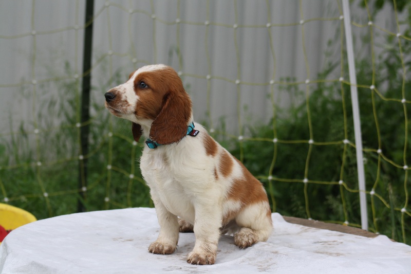 d'Ann Cambris - Welsh Springer Spaniel - Portée née le 16/04/2013