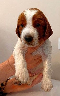TEDDY