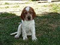 MONTY