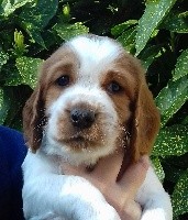Peanut 