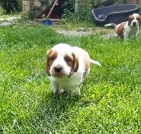 Scot