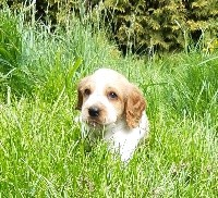 Scout