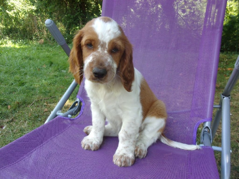d'Ann Cambris - Welsh Springer Spaniel - Portée née le 28/05/2016