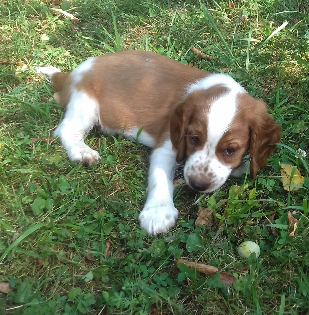 d'Ann Cambris - Welsh Springer Spaniel - Portée née le 27/05/2018