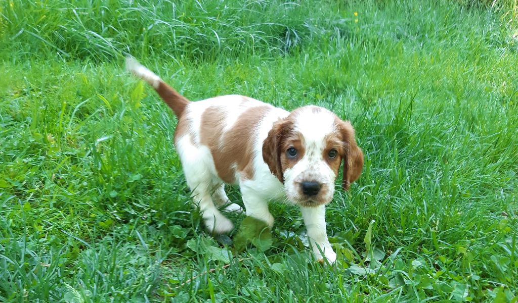 d'Ann Cambris - Welsh Springer Spaniel - Portée née le 15/04/2021