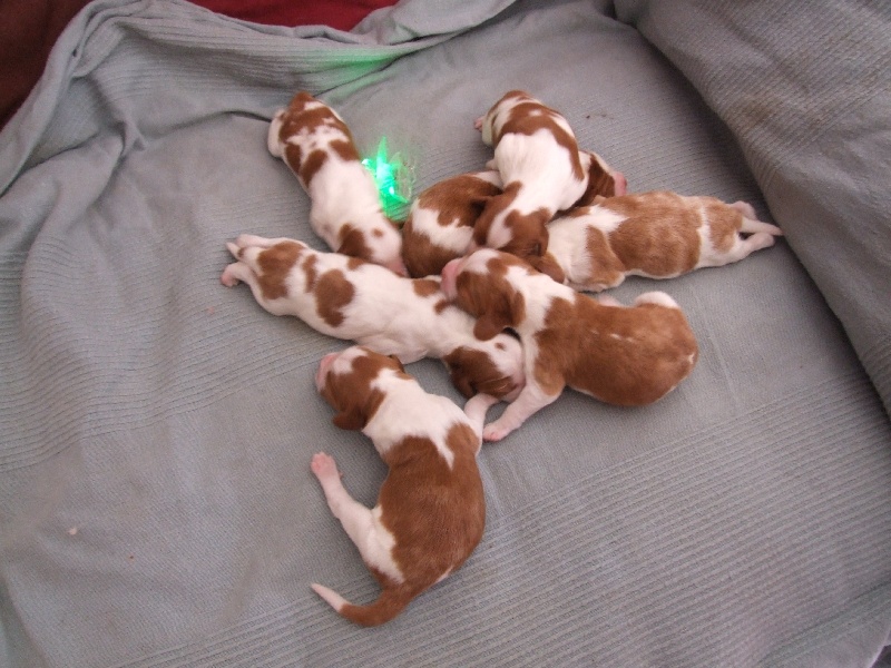 d'Ann Cambris - Welsh Springer Spaniel - Portée née le 26/05/2012