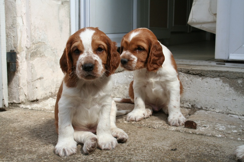 d'Ann Cambris - Welsh Springer Spaniel - Portée née le 12/05/2008