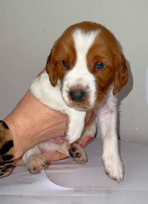d'Ann Cambris - Welsh Springer Spaniel - Portée née le 07/02/2022